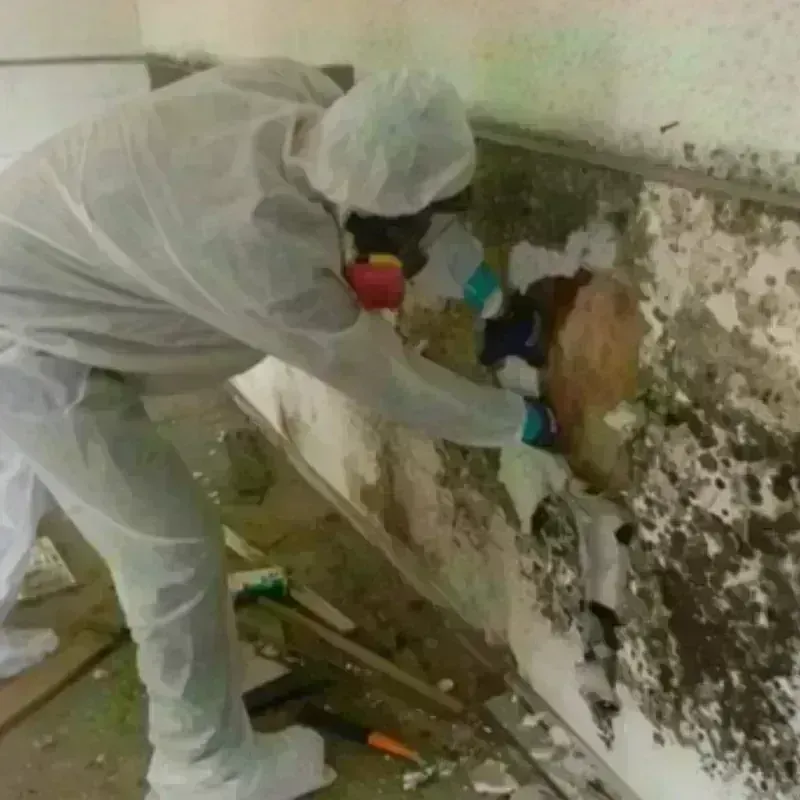 Mold Remediation and Removal in Naranjito, PR